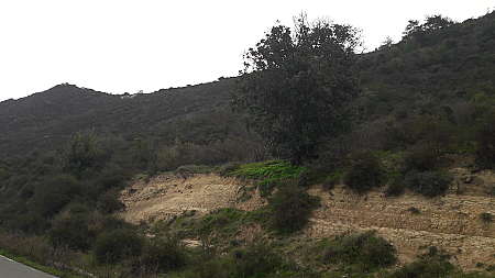 Field in Mousere, Paphos